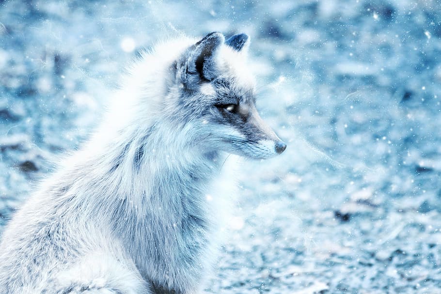 selective, focus photography, white, Fox, Snow, Vintage, Winter, Nature, art, animal