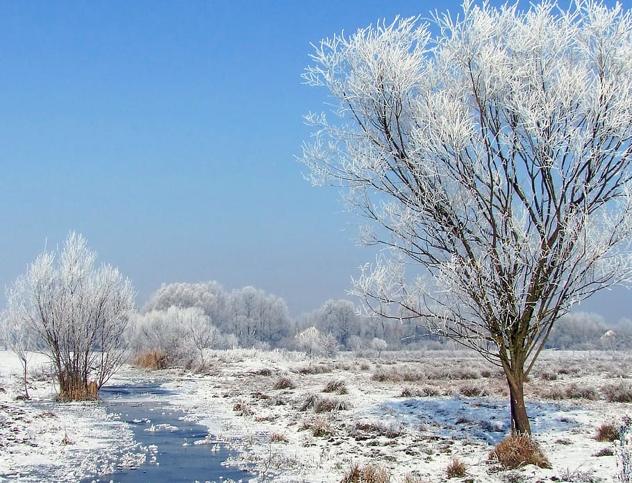 winter landscape, snowy, hoary, frozen, frosty, rimy, ice, snow, wood, wintery