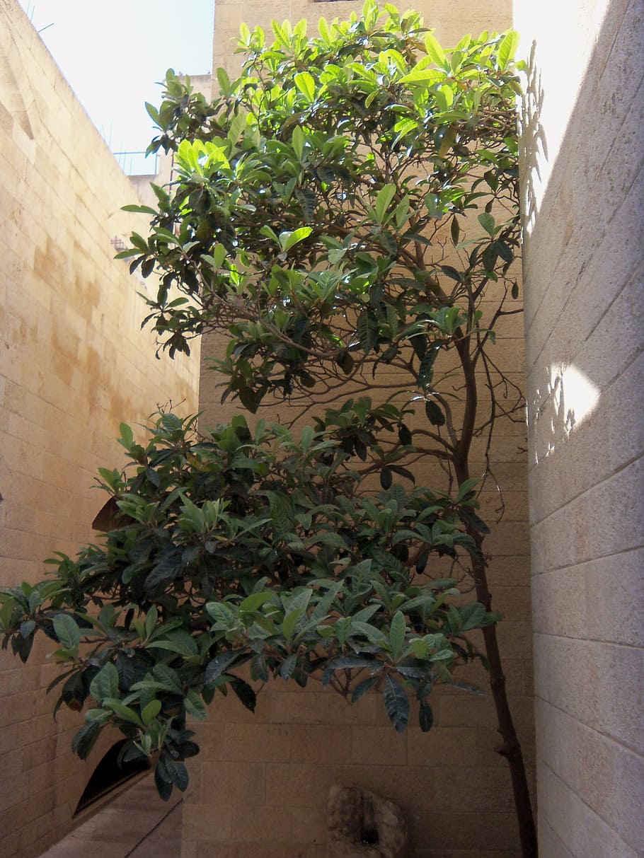 Old City, Jerusalem, Tree, Organic, old city, jerusalem, agriculture, outdoors, trunk, leaves, branches