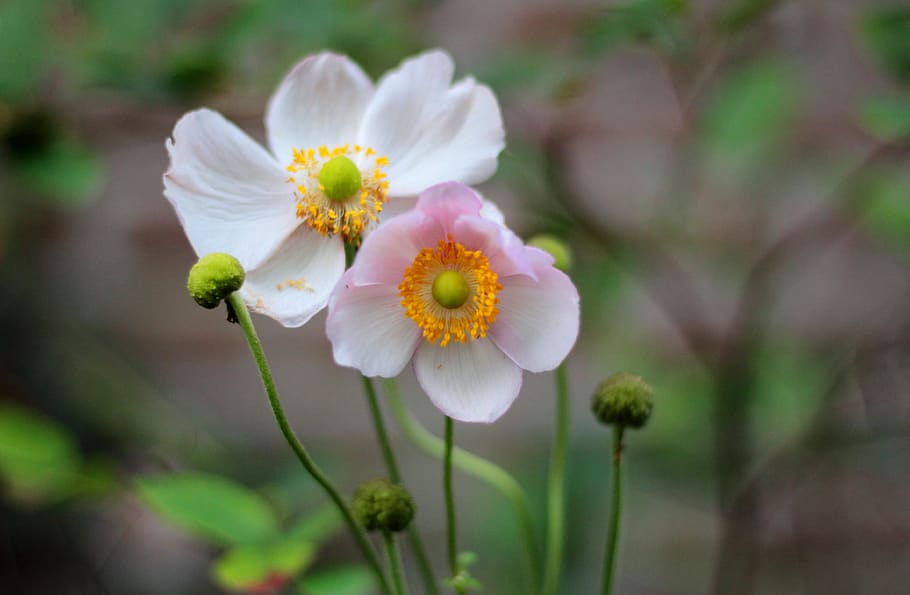herfstanemoon, anemone hupehensis september charm, autumn, pink, garden, petals, stamens, flower, flowering plant, plant