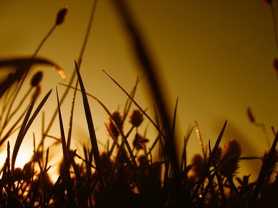 halme, grass, sward, line, blade of grass, meadow, nature, grasses, sun, sunset