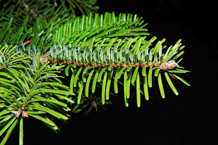 close-up photography, green, leaf plant, tannenzweig, needles, fir, branch, periwinkle, pine-like, nature