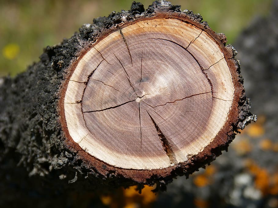 pohon almond, potongan melintang, kayu, cincin, umur, bagian, batang, pohon, close-up, log