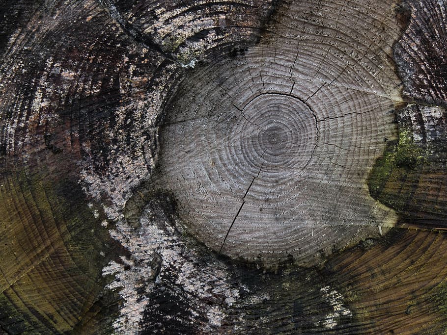 close-up photo, brown, chop, wood, tree, butt, cutting down, cut down, abstract, tree stump