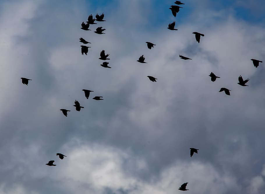 murder of crows, crows, crows in flight, black, ravens, wild, wilderness, soaring, silhouette, flying