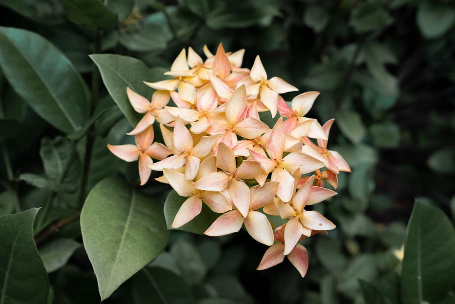 ixora, flower, yellow, floral, blooming, gloomy, plant part, leaf, beauty in nature, plant