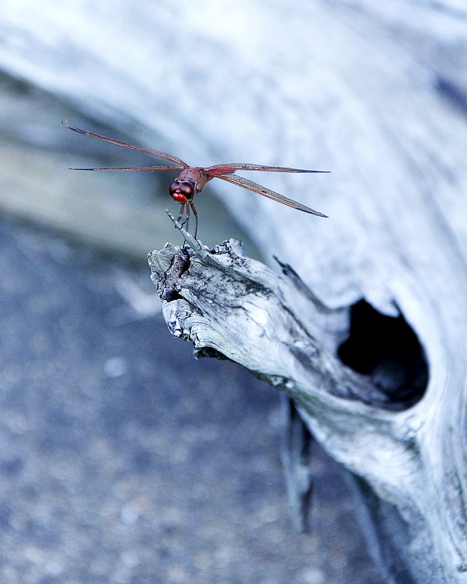dragonfly, insect, bug, nature, close-up, red, animal, animal wildlife, invertebrate, one animal