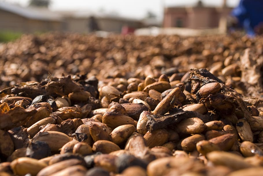 selective, focus photograph, seeds, Cocoa, Beans, Food, Chocolate, Brown, cocoa, beans, cacao