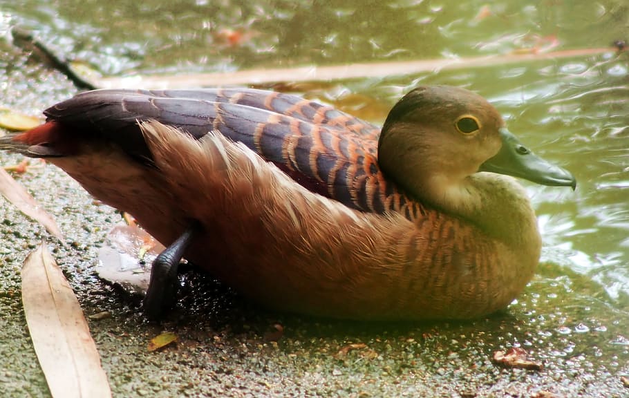 duck, wild, bird, resting, water, pond, seasonal, visitor, local, introduced