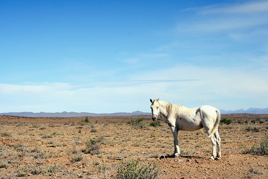 blanco, caballo, en pie, desierto, tiempo de día, marrón, campo, animal, soleado, día