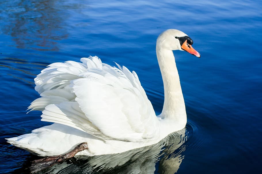 white, swan, body, water, bird, pond, swim, beautiful, graceful, nature