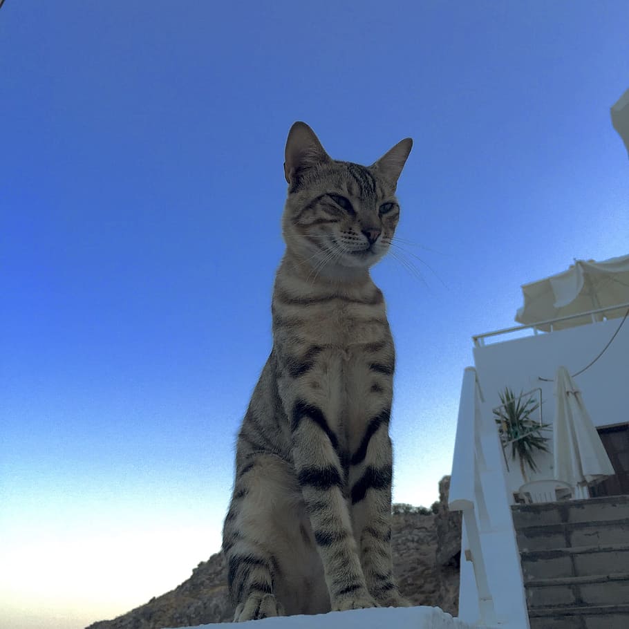 猫 ギリシャ 地中海 キクラデス諸島 休日 青 青空 飼い猫 動物 屋外 Pxfuel