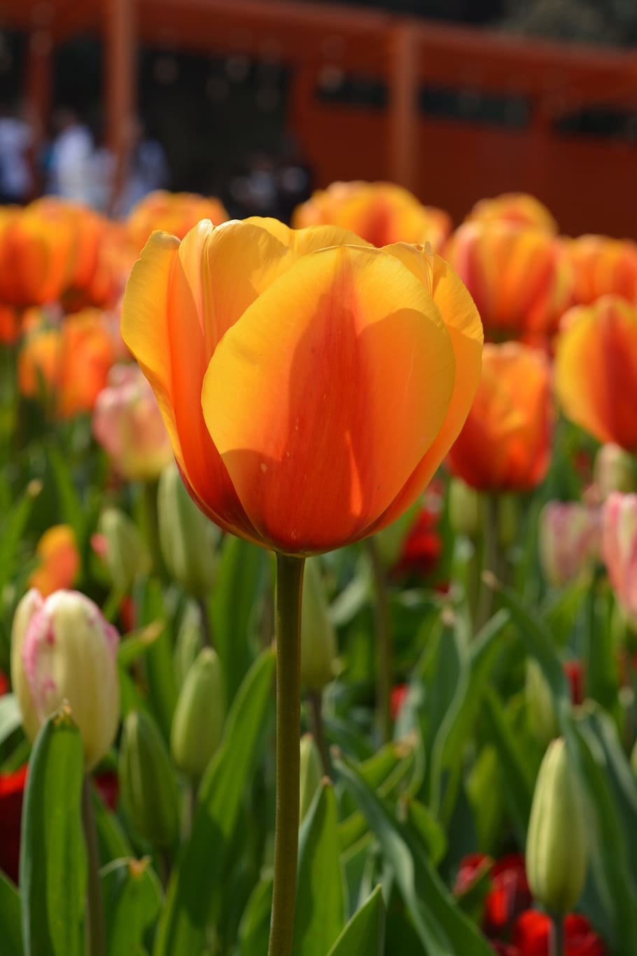 Tulip, Yellow, Flower, freshness, close-up, focus on foreground, growth, flowering plant, plant, vulnerability