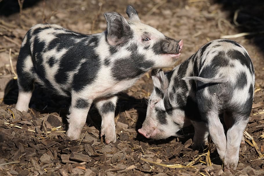 two black-and-white pigs, pig, turopolje, piglet, robust, frugal, domestic pig, sus scrofa, animals, group of animals