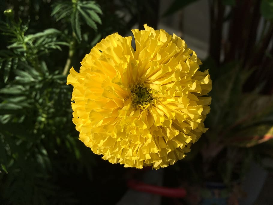 flor de caléndula, caléndula, una flor amarilla, flores, amarillo, flor, flores frescas, planta, tipo de madera, girasol