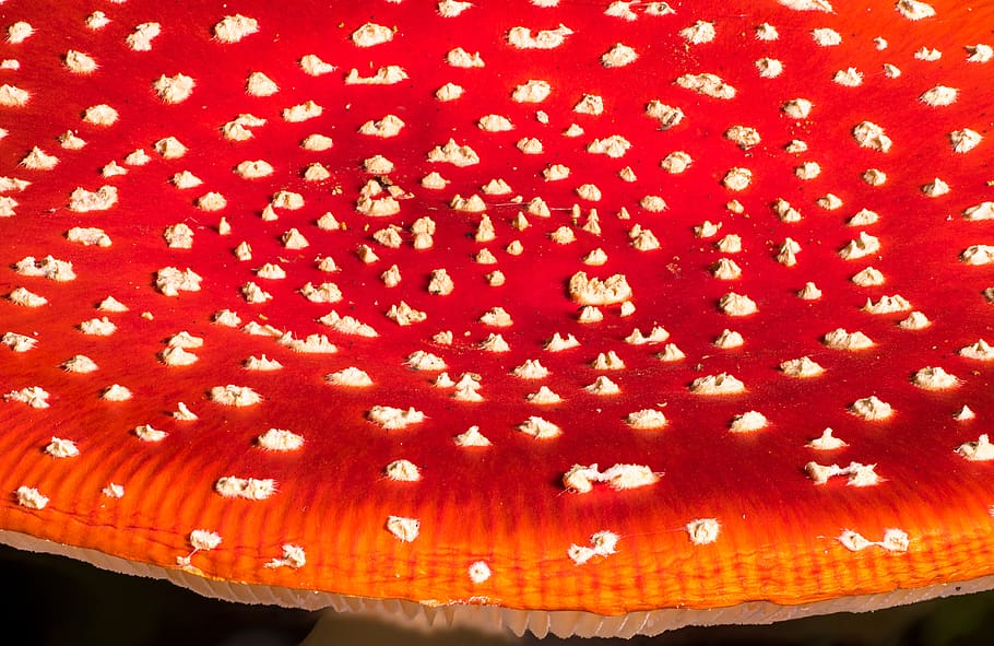 fly agaric, mushroom hat, mushroom, forest mushroom, disc fungus, screen fungus, lamellar, toxic, toadstool, pattern