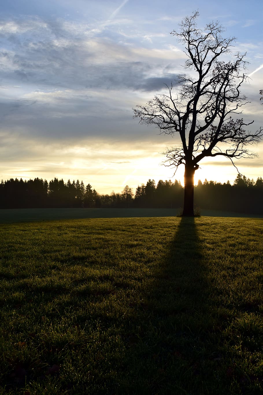 tree, kahl, back light, shadow, nature, grass, sky, cloudiness, lonely, november