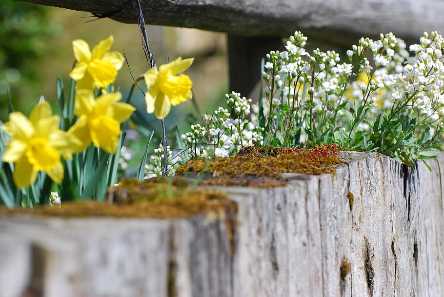 flowers, easter, spring, narcissus, wall, stone wall, fouling, planting, plant, flower