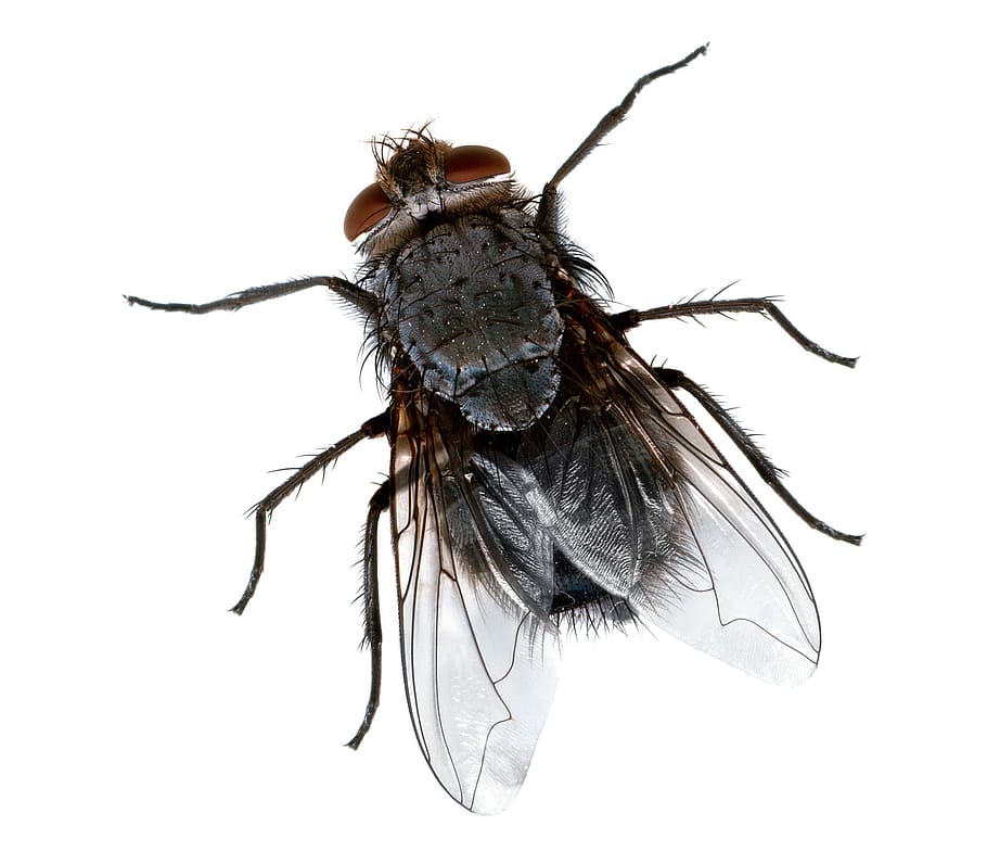 primer plano, fotografía, común, mosca doméstica, fotografía de primer plano, mosca, macro, insecto, error, plaga