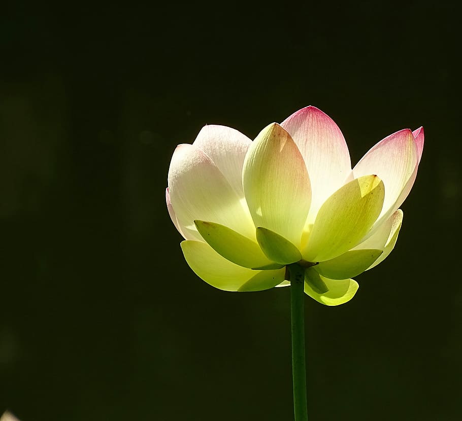 flower, lotus, plant, lotus blossom, aquatic plant, nature, flowering plant, fragility, freshness, beauty in nature