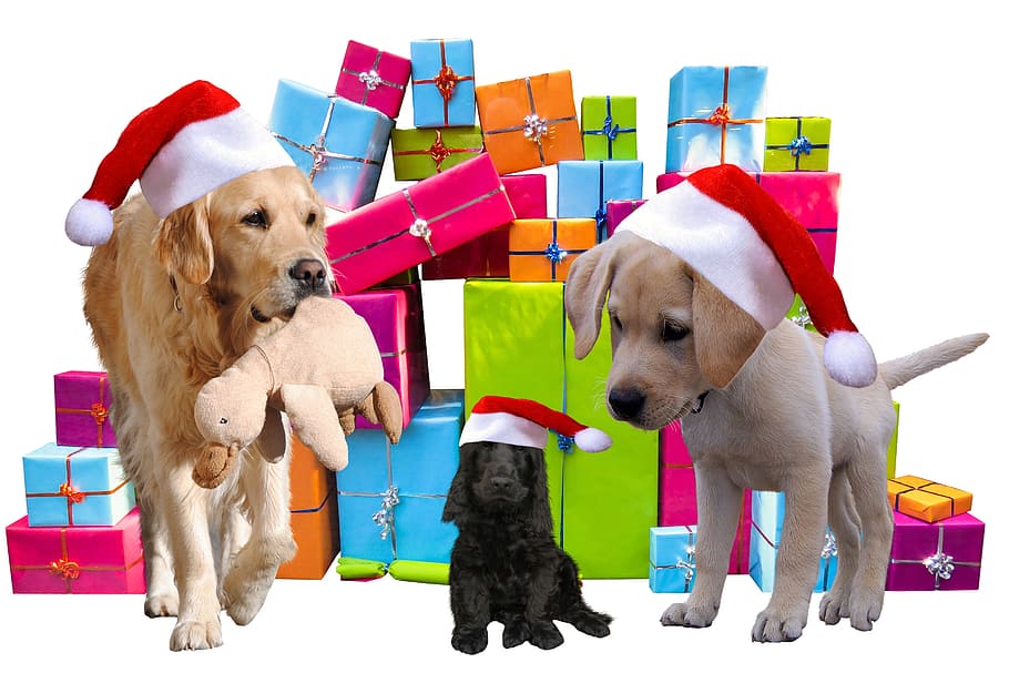 dewasa, keemasan, retriever, mengenakan, topi santa, natal, hadiah, anjing, anjing natal, topi