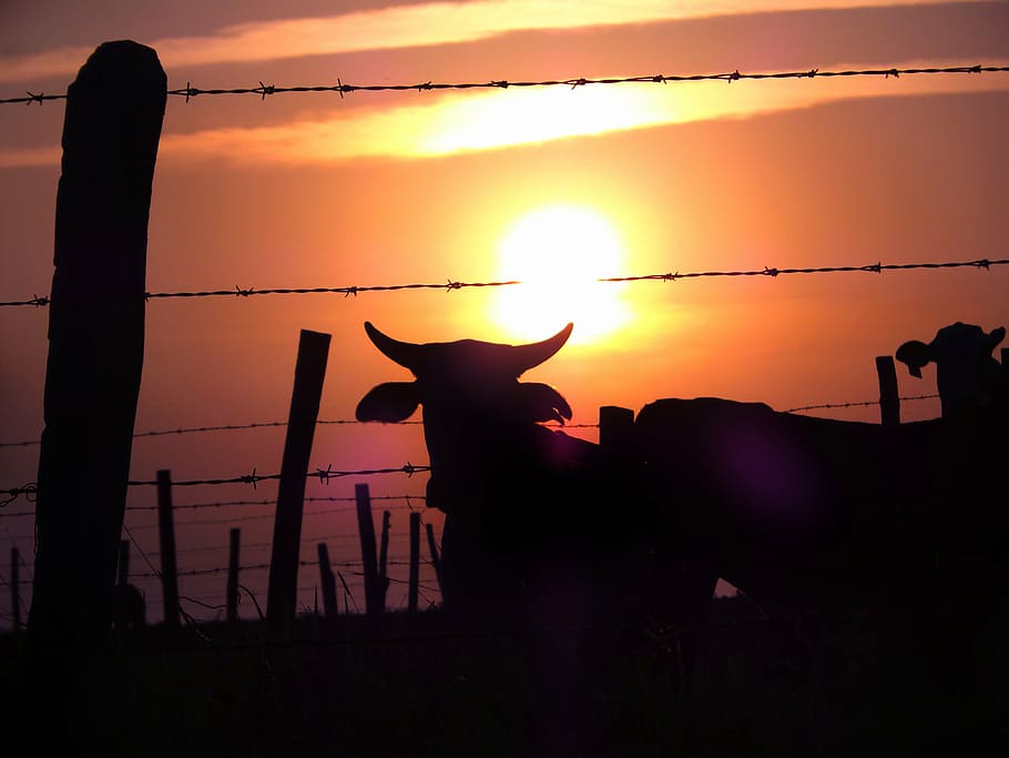 cattle, pasture, sol, morning, sunset, sky, silhouette, orange color, animal, animal themes