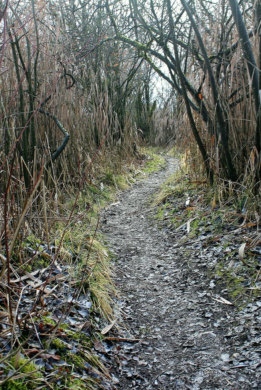 trail, away, path, walk, water, reed, thicket, reeds, scrub, bushes