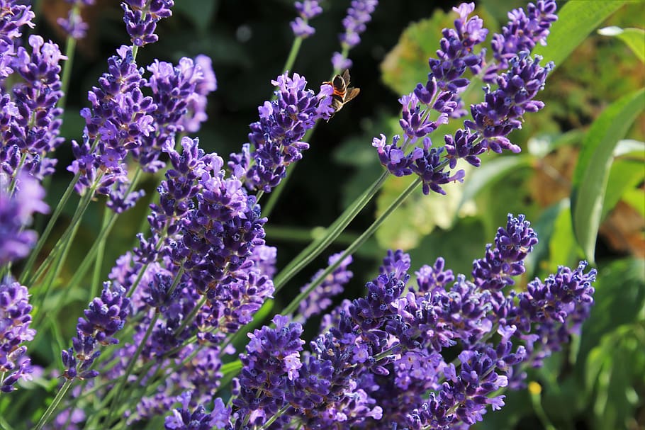 lavender fields, violet, pollination, lavendula, the smell of, lavender, plant, trim, fragrant, purple
