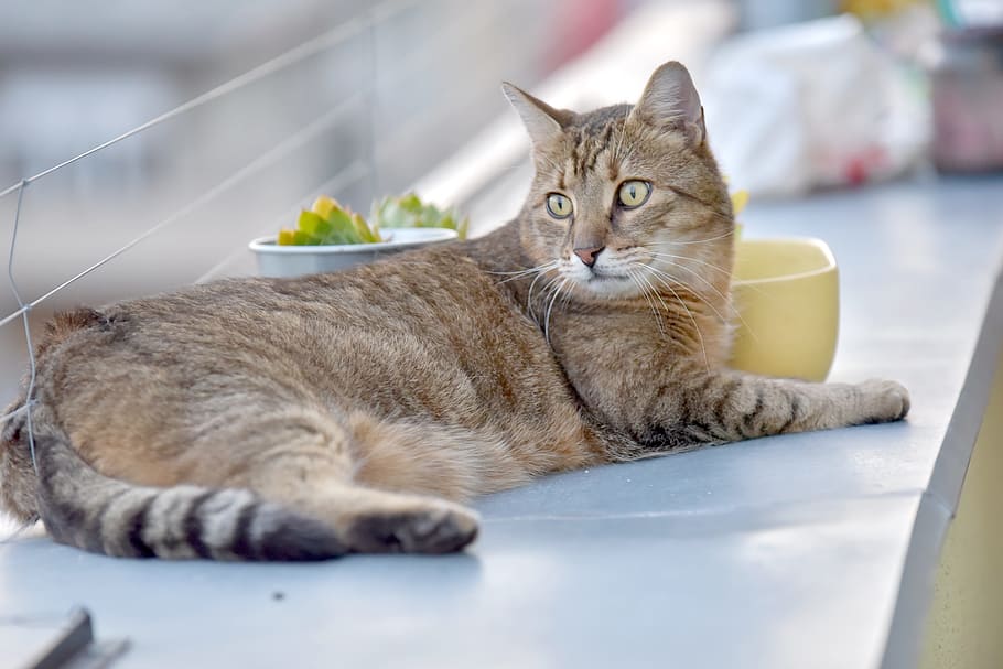 子猫 猫 植木鉢 とら子猫 猫の目 リラックス 猫の頭 トムキャット とら 飼い猫 Pxfuel