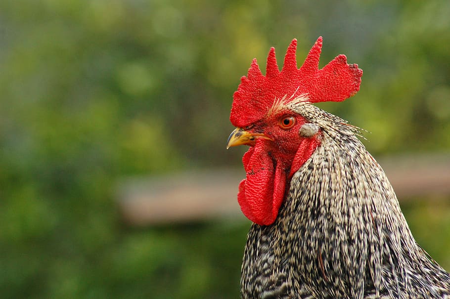 94 Gambar Hewan Ayam Jantan HD Terbaik