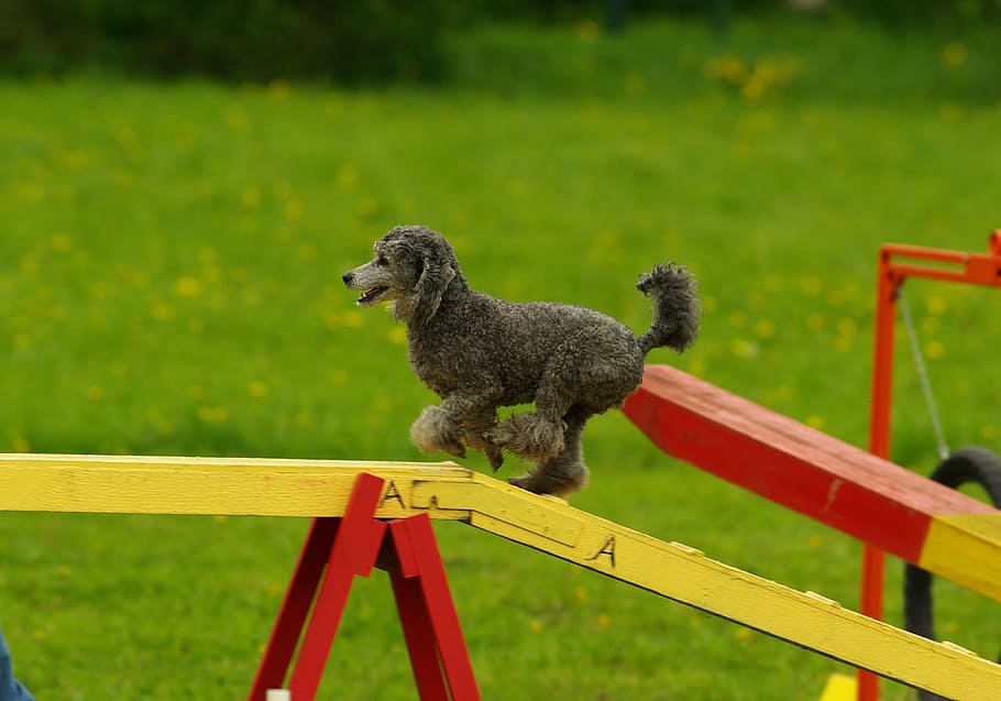 gray, poodle, top, backyard playground, agility, dog, animal, sport, pet, competition