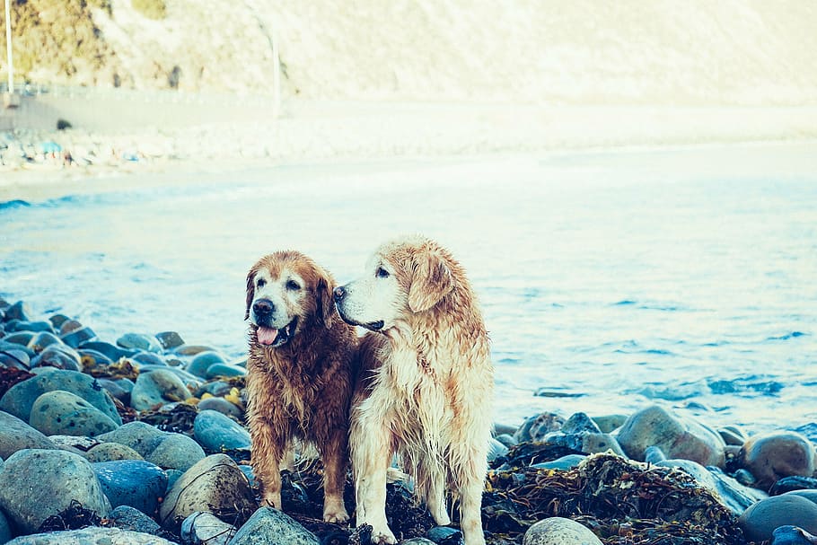 dois, marrom, cães, em pé, rochas, corpo, água, dourado, recuperadores, beira mar