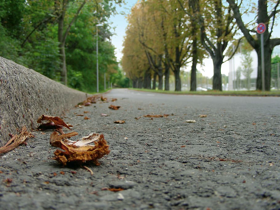 brown, dried, leaves, road, tar, asphalt, away, autumn, fall foliage, leaves in the autumn