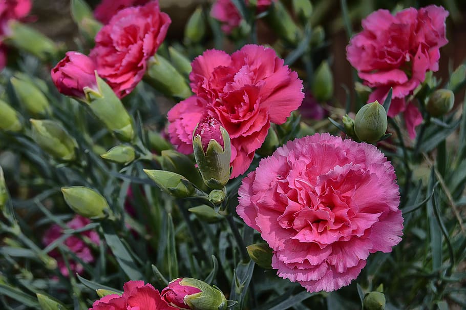 flower, carnation, carnations, carnations roses, spring, flowers, flowering plant, beauty in nature, plant, petal