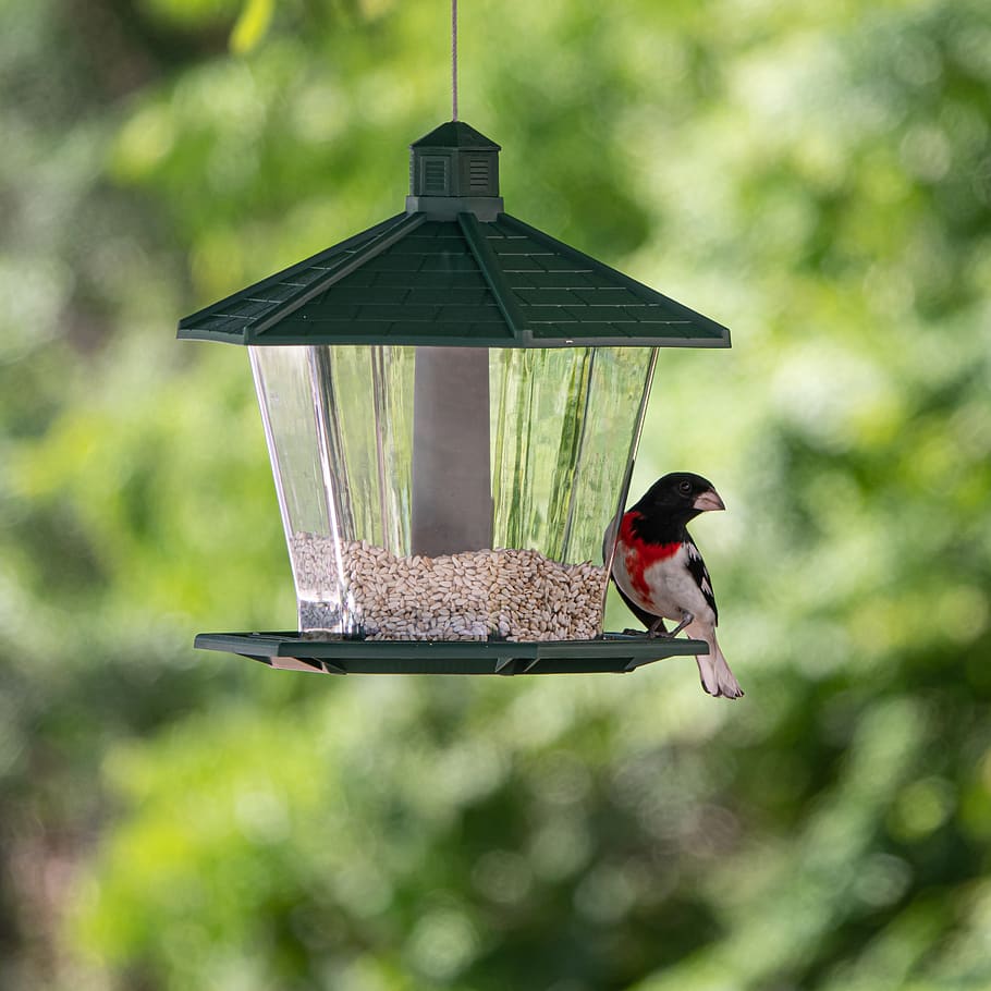 bird, feeder, nature, seed, food, animal, wildlife, colorful, beak, feathers