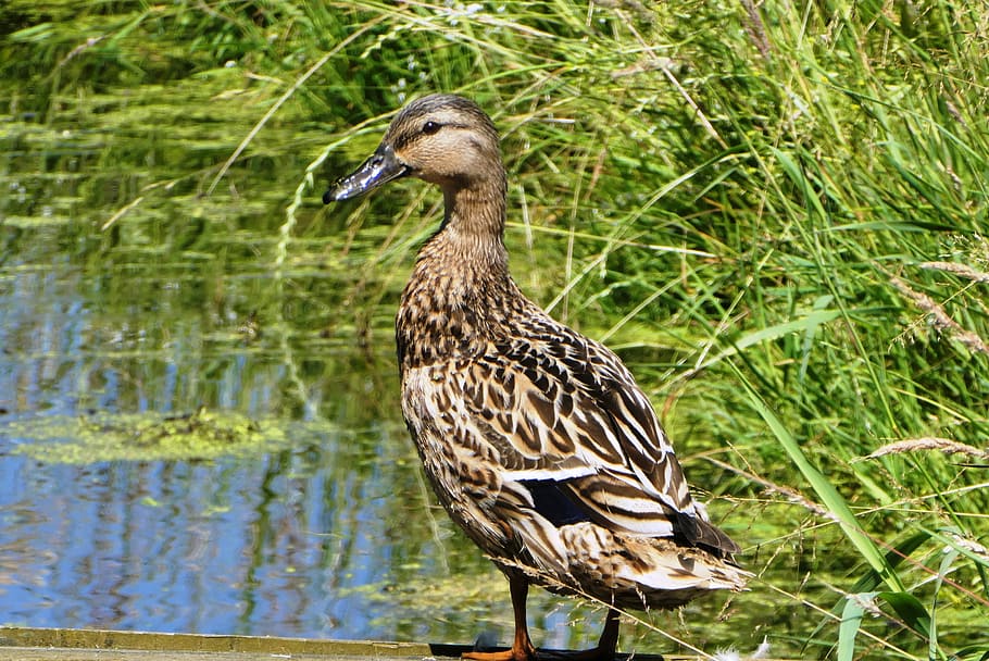 duck, ditch, feathers, waterfowl, water, wanted, spring, body kits, beak, wings