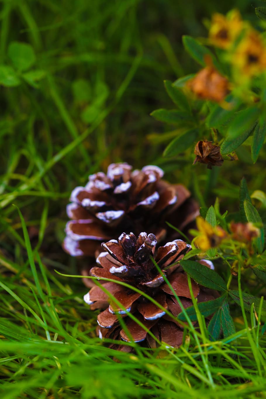 pinecone, grass, plant, autumn, fall, yellow, growth, green color, close-up, nature