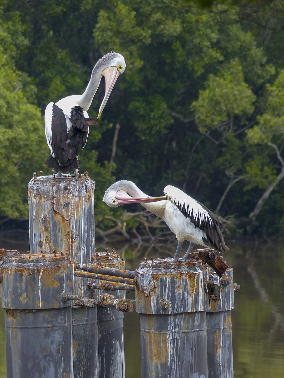australian pelican, water bird, bird, white, water, animal, wildlife, beak, sea, river