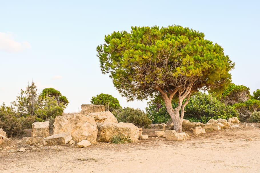 cyprus, paphos, tombs of the kings, archaeological site, landscape, trees, ruins, summer, scenery, tree