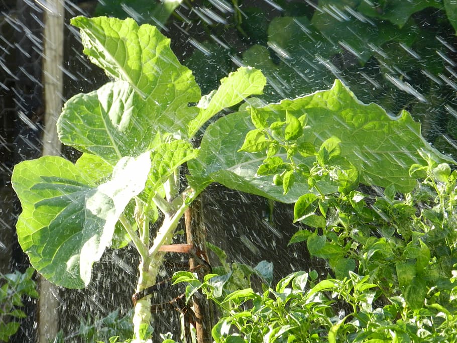 couve, chuva, verdura, folha, parte da planta, cor verde, natureza, molhado, plantar, agua