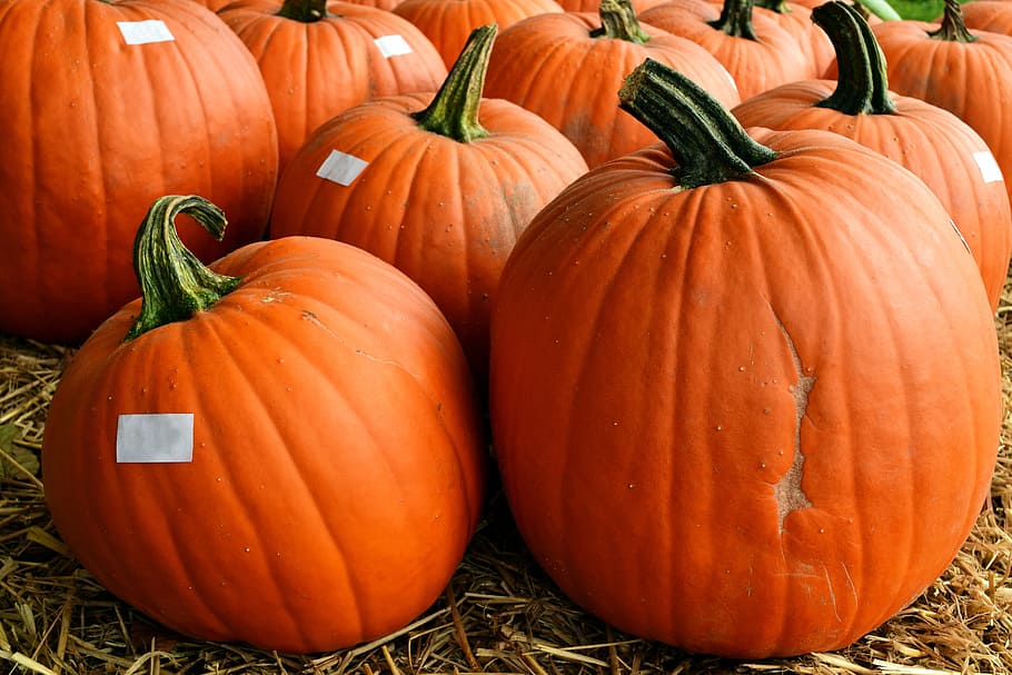 calabaza, calabaza de halloween, otoño, halloween, naranja, calabazas otoño, octubre, acción de gracias, decoración, deco