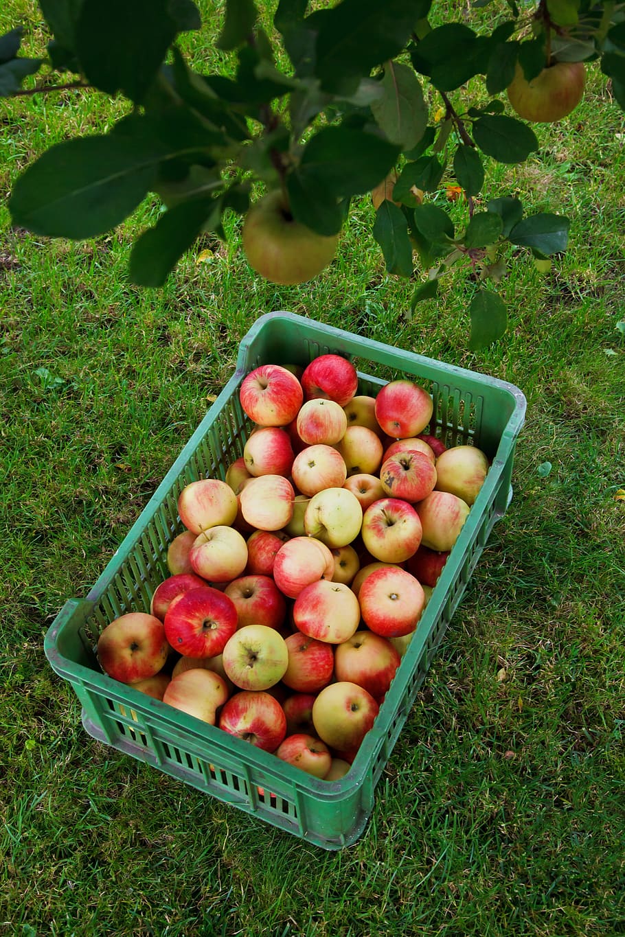agricultura, manzana, otoño, caja, cultivo, alimentos, fresco, fruta, jardín, cosecha