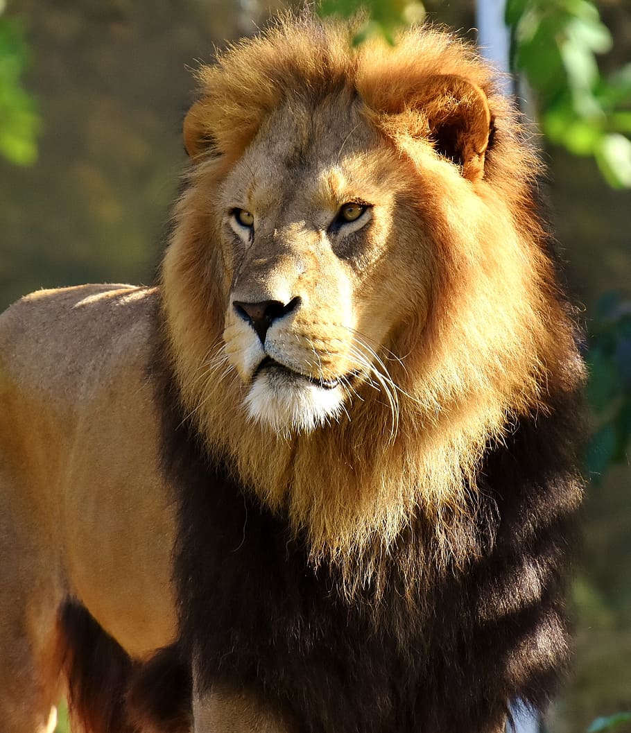 male, lion, green, foliage trees, predator, dangerous, mane, cat, zoo, wild animal
