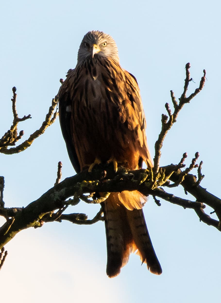 red kite in tree, red kite perched, red kite, raptor, bird of prey, kite, watching, perched, feathers, beak