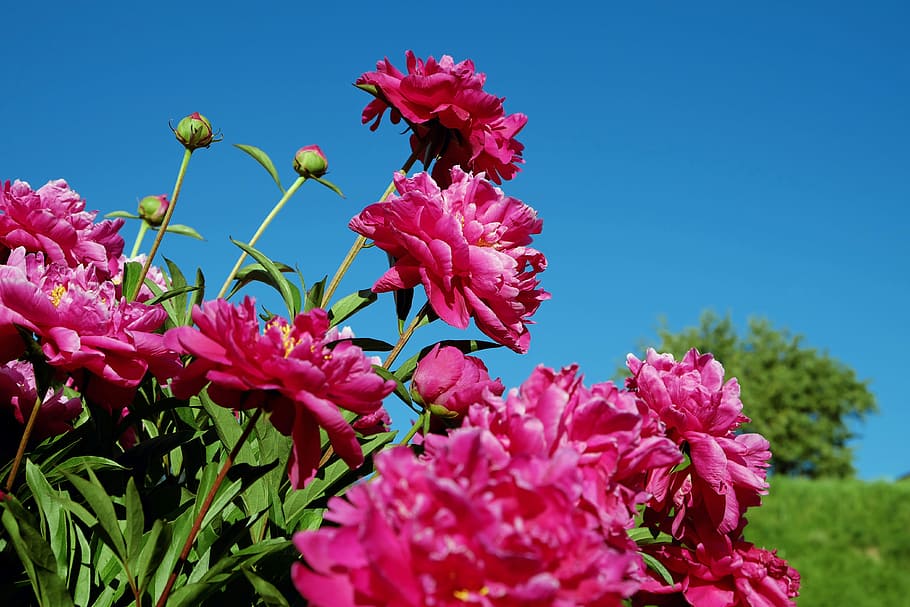 pink petaled flowers, pink, flower, peony, bush, pentecost rosengewächs, fragrant, fragrance, blossom, bloom