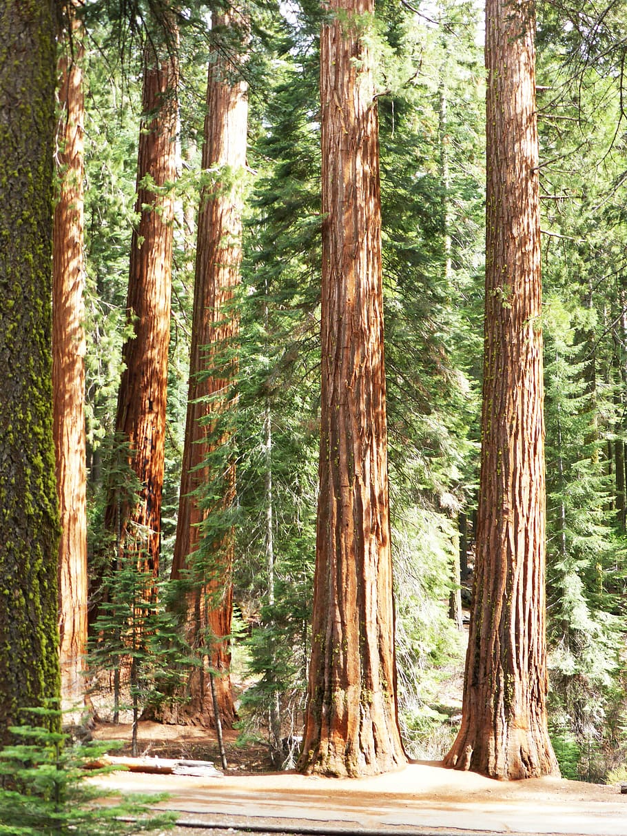 redwood, trees, national, park, america, gigantic, trunk, plant, forest, tree
