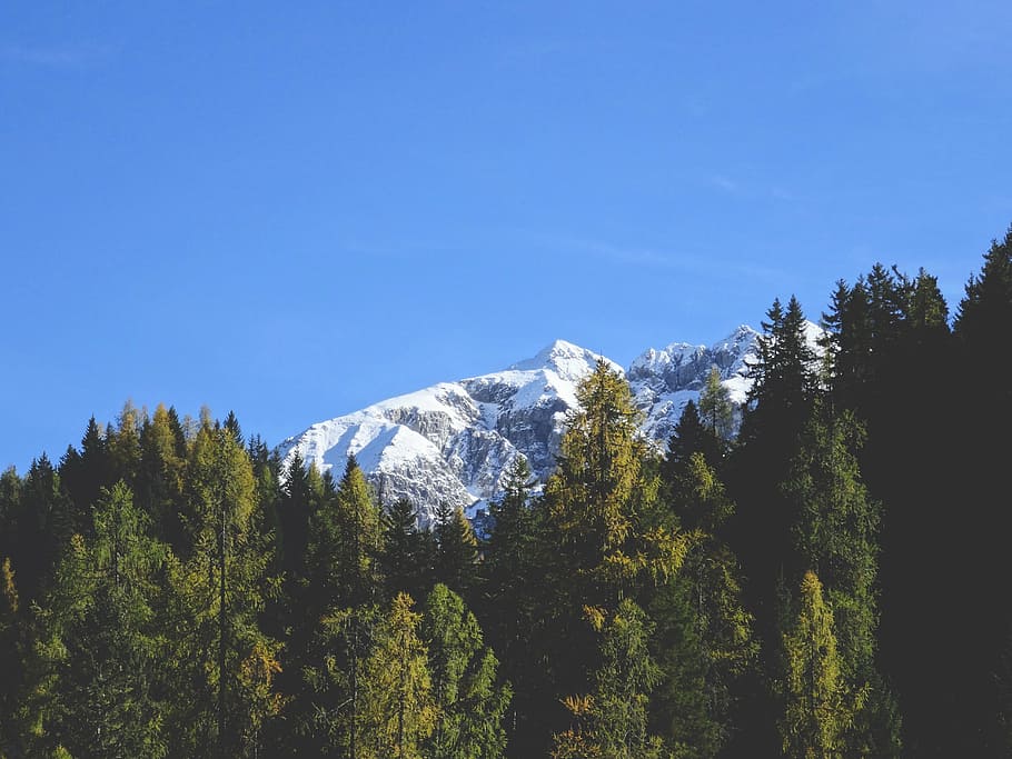 pine tree forest, snow-capped mountain, mountain, snow, snow mountain, nature, winter, landscape, pine tree, tree