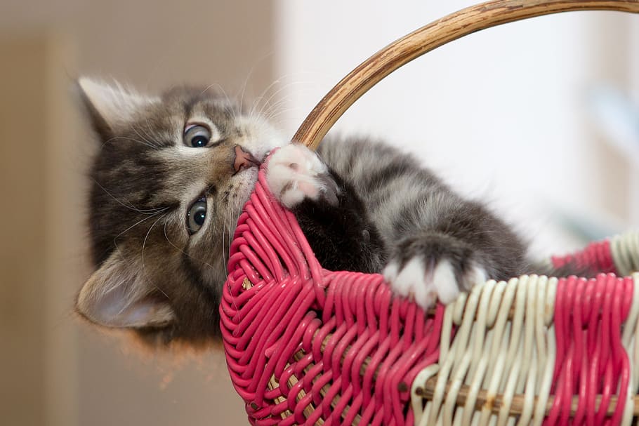 gray, cat, red, white, woven, basket, kitten, little, cute, pets