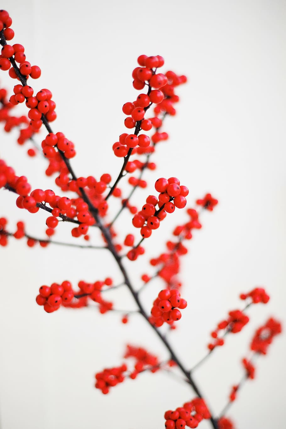 shallow, focus photography, red, cherries, holly, plant, christmas, holiday, branch, nature