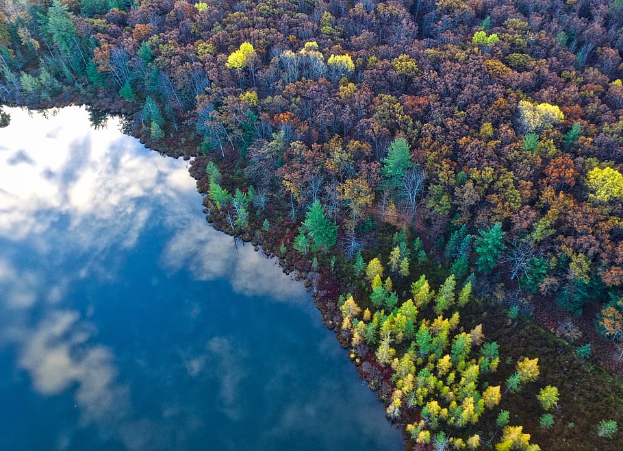 trees, clolorful, aerial, view, plant, forest, nature, fall, autumn, sea